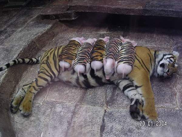 Shangrala's Thailand's Tigers