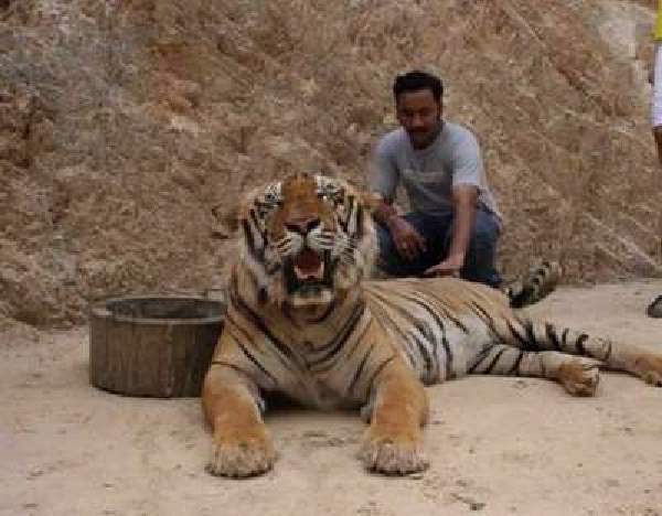 Shangrala's Thailand's Tigers