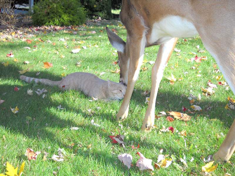 Shangrala's Animal Friends