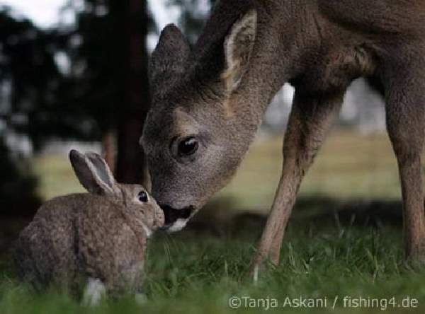 Shangrala's Animal Friends