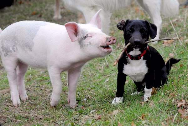 Shangrala's Animal Friends