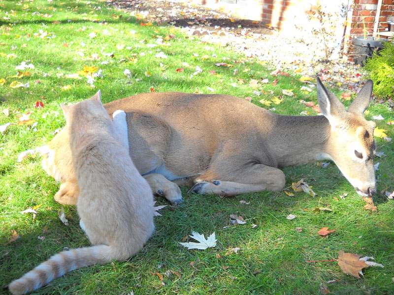 Shangrala's Animal Friends