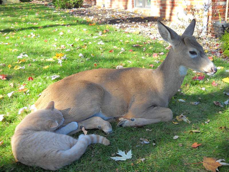 Shangrala's Animal Friends