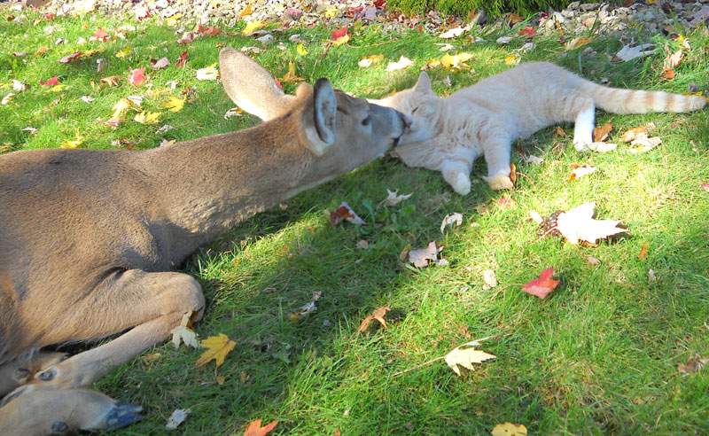 Shangrala's Animal Friends