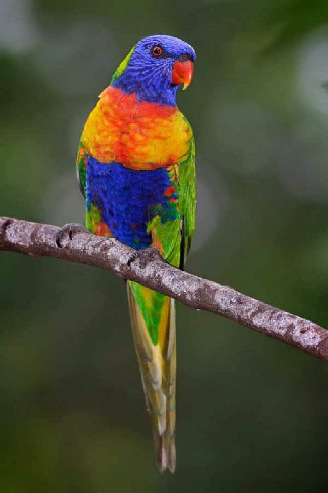 Shangrala's Colorful Birds