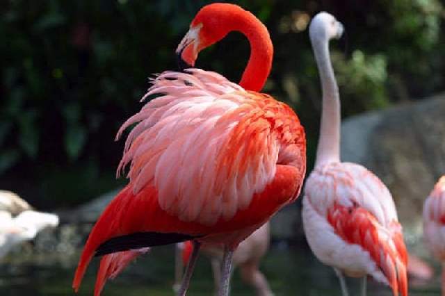 Shangrala's Colorful Birds