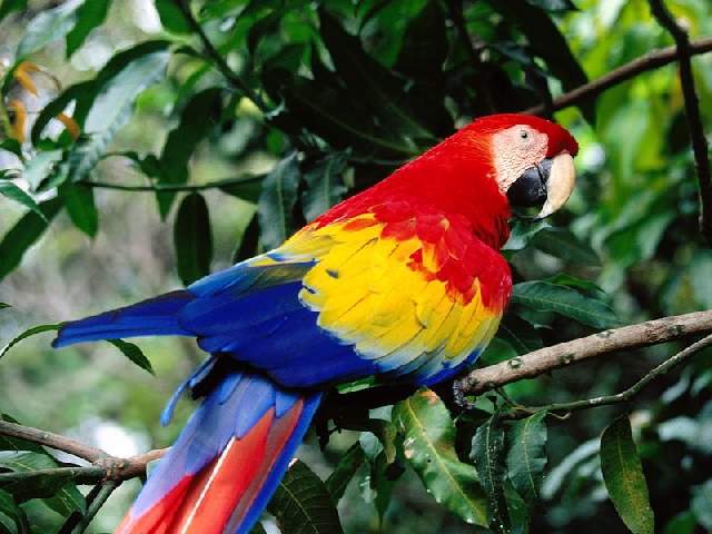 Shangrala's Colorful Birds