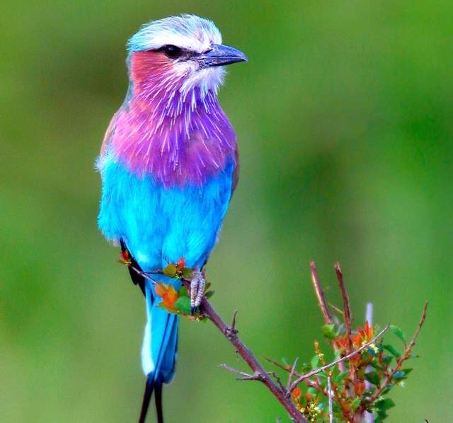 Shangrala's Colorful Birds