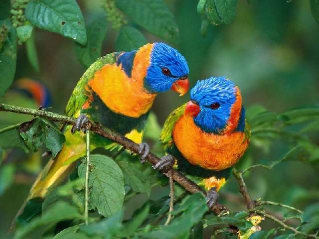 Shangrala's Colorful Birds