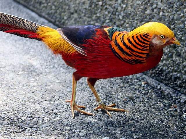 Shangrala's Colorful Birds