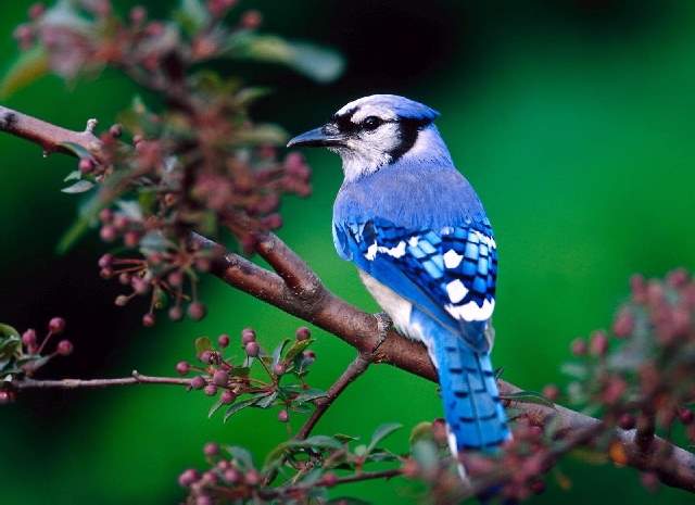 Shangrala's Colorful Birds