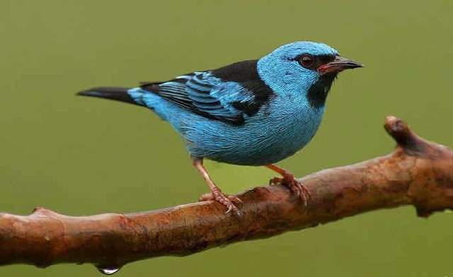 Shangrala's Colorful Birds