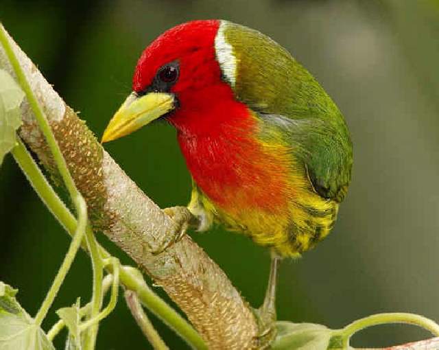 Shangrala's Colorful Birds