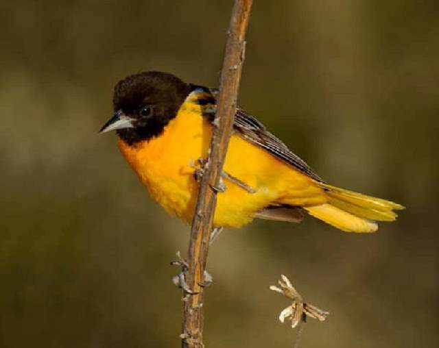 Shangrala's Colorful Birds