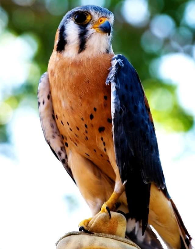 Shangrala's Colorful Birds