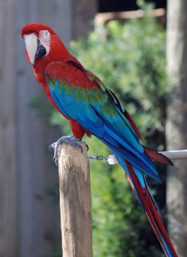 Shangrala's Colorful Birds