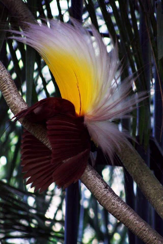 Shangrala's Colorful Birds