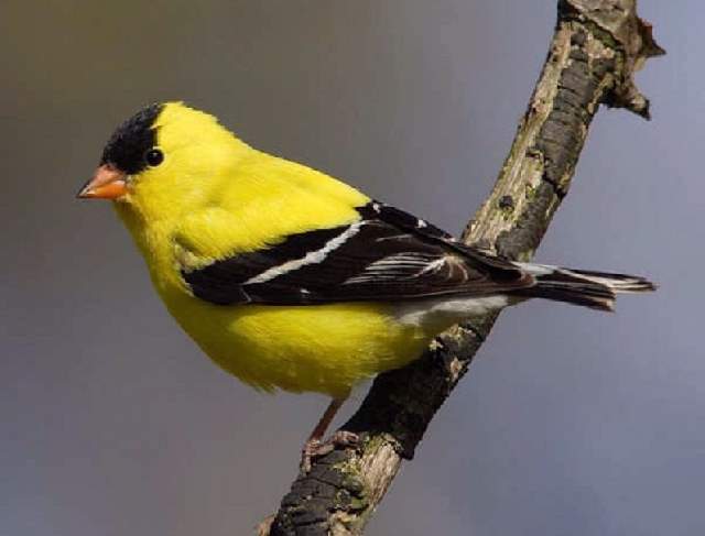 Shangrala's Colorful Birds