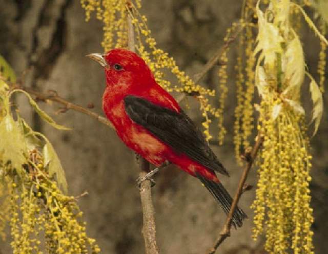 Shangrala's Colorful Birds