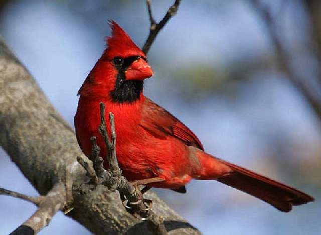 Shangrala's Colorful Birds