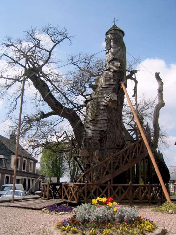 Shangrala's Chapel Oak