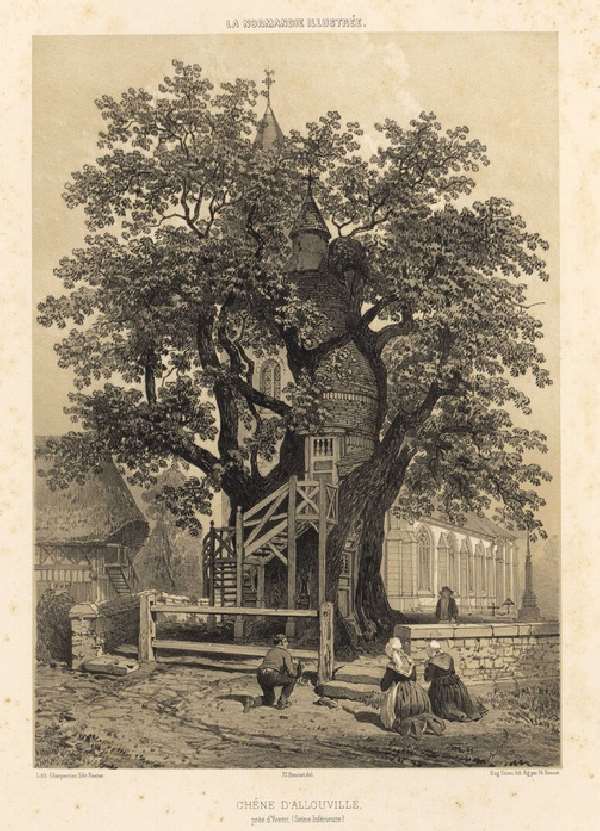 Shangrala's Chapel Oak