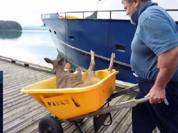 Shangrala's Deer Rescue