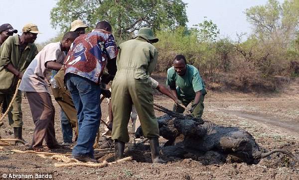 Shangrala's Elephant Rescue