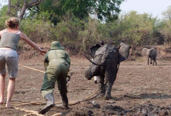 Shangrala's Elephant Rescue