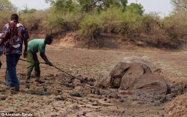 Shangrala's Elephant Rescue