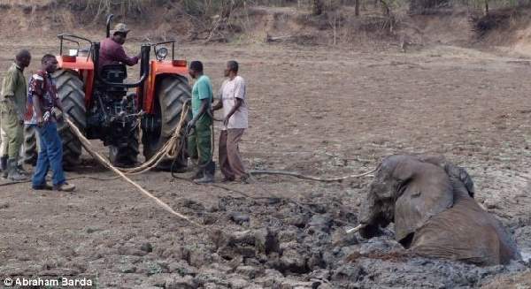 Shangrala's Elephant Rescue