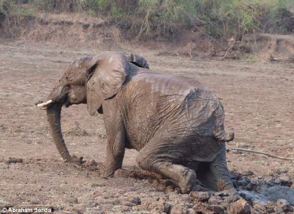 Shangrala's Elephant Rescue