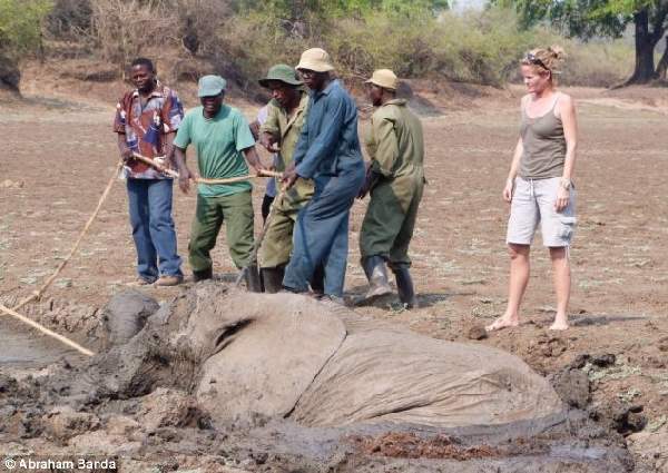 Shangrala's Elephant Rescue