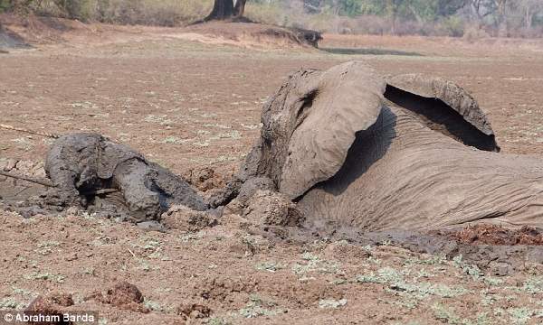 Shangrala's Elephant Rescue