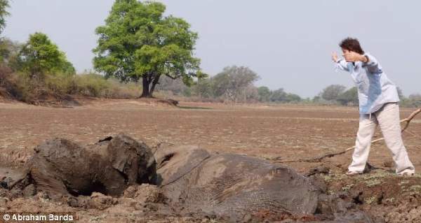 Shangrala's Elephant Rescue