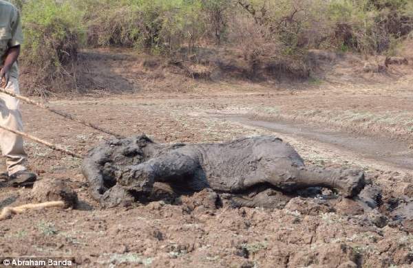 Shangrala's Elephant Rescue