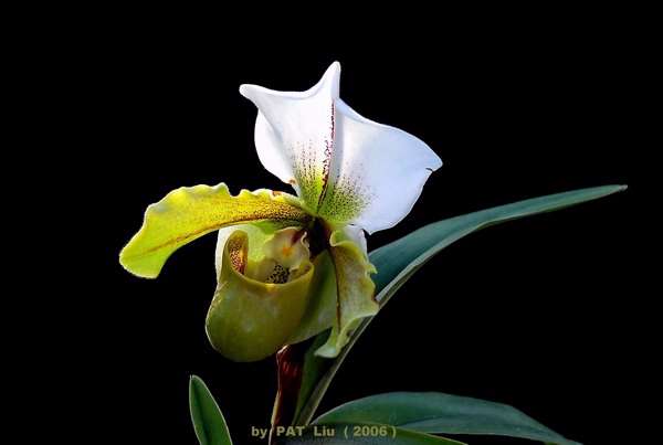 Shangrala's Beautiful Flowers