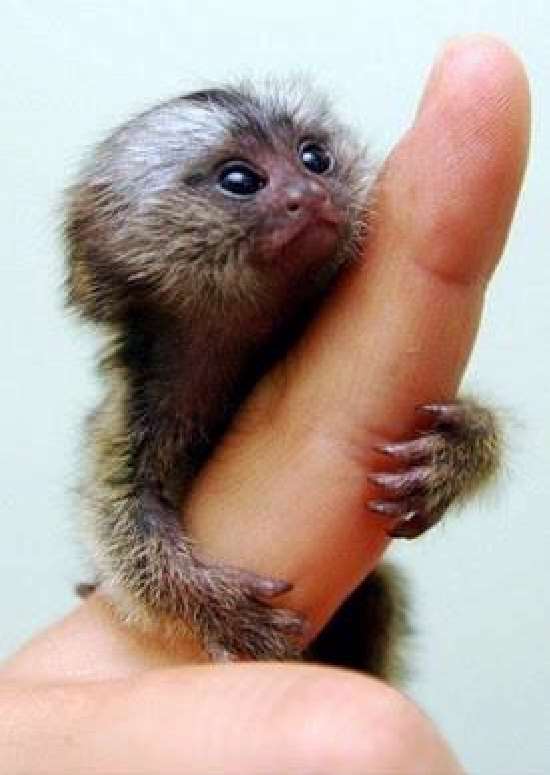 Shangrala's Finger Monkeys