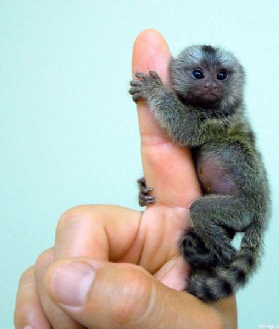 Shangrala's Finger Monkeys