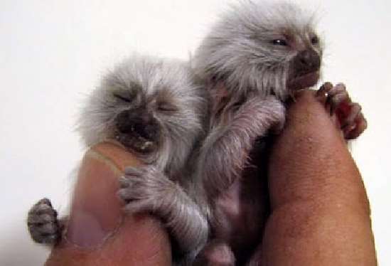 Shangrala's Finger Monkeys