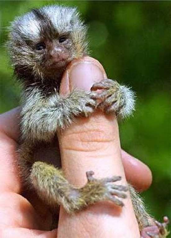 Shangrala's Finger Monkeys