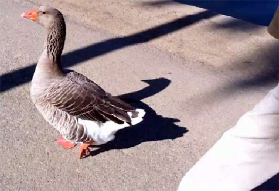 Shangrala's Maria The Goose