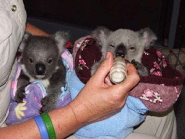 Shangrala's Koala Twins