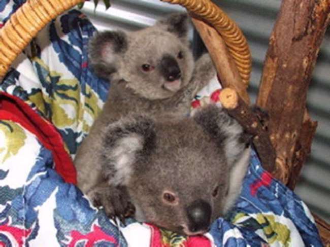 Shangrala's Koala Twins