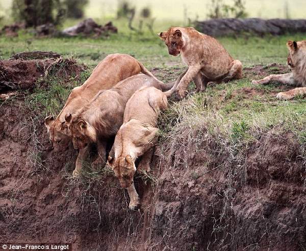 Shangrala's Lion Cub Rescue