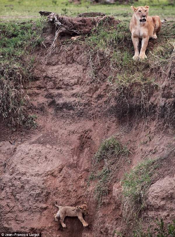 Shangrala's Lion Cub Rescue