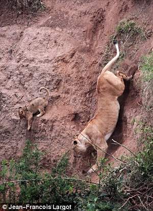 Shangrala's Lion Cub Rescue