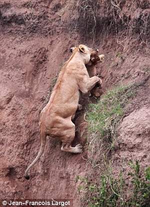 Shangrala's Lion Cub Rescue