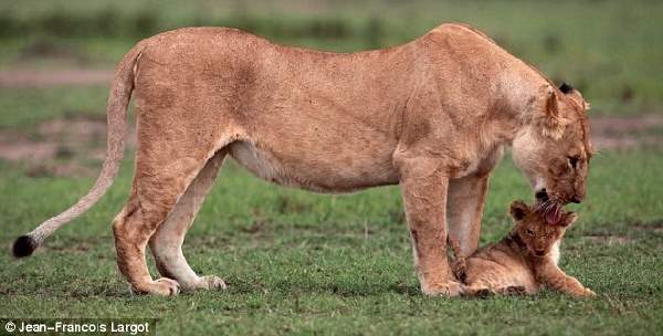 Shangrala's Lion Cub Rescue