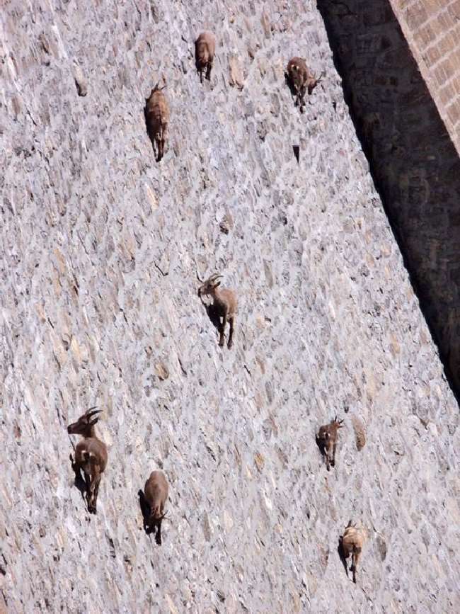 Shangrala's Mountain Goats